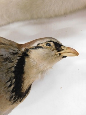 Taxidermy specimens of a rabbit and a grey partridge, both in hanging pose. (2) - 2