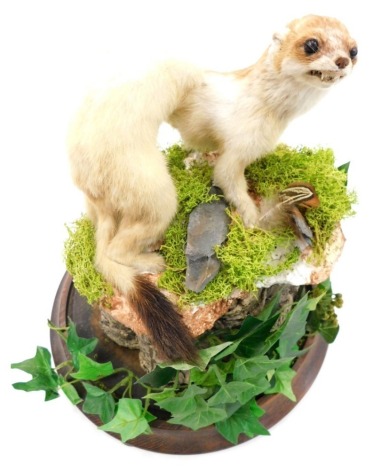 Taxidermy specimen of a stoat, with winter coat, mounted on a tree stump with naturalistic foliage, within a glazed dome, 43cm overall.