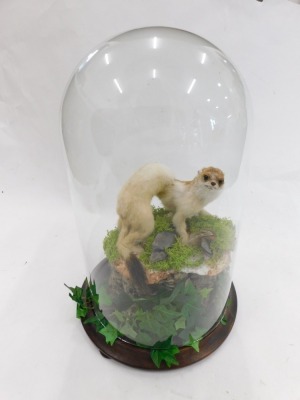 Taxidermy specimen of a stoat, with winter coat, mounted on a tree stump with naturalistic foliage, within a glazed dome, 43cm overall. - 2