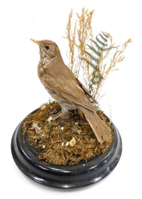 Taxidermy specimen of a song thrush, in a naturalistic setting, within a glazed dome, with and ebonised stand, 24cm high, 21cm diameter.