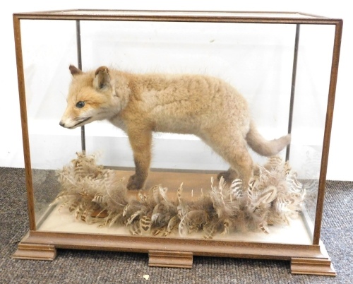 Taxidermy specimen of a fox cub, in a standing pose, within a glazed case, 51cm wide, 36cm deep, 39 high