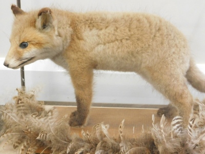 Taxidermy specimen of a fox cub, in a standing pose, within a glazed case, 51cm wide, 36cm deep, 39 high - 2