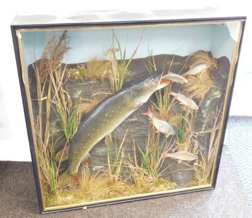 Taxidermy specimen of a pike, attacking a shoal of roach, mounted within reeds, glazed case, 81.5cm wide, 22cm deep, 81.5cm high