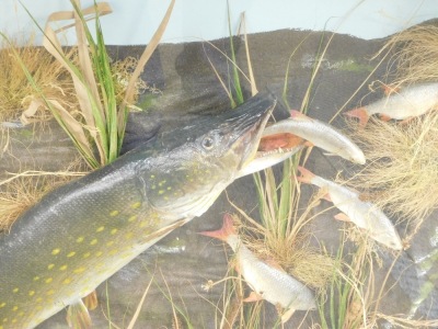 Taxidermy specimen of a pike, attacking a shoal of roach, mounted within reeds, glazed case, 81.5cm wide, 22cm deep, 81.5cm high - 2