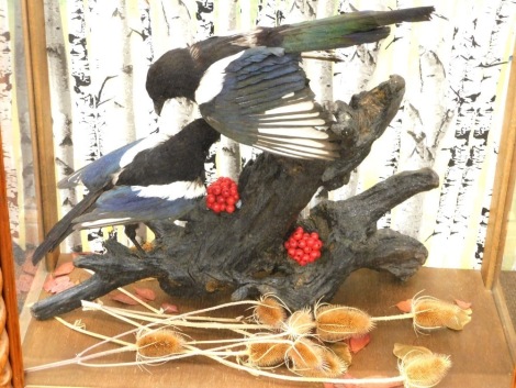 Taxidermy specimens of a pair of magpies, mounted on a tree stump with berries and teasels, glazed case, 76cm wide, 46cm deep, 66cm high.