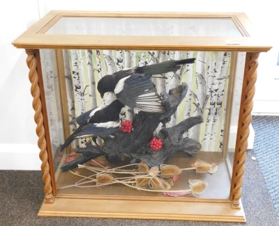 Taxidermy specimens of a pair of magpies, mounted on a tree stump with berries and teasels, glazed case, 76cm wide, 46cm deep, 66cm high. - 2