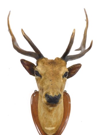 Taxidermy specimen of red deer stag's head, with antlers, (18 points) mounted on a polished oak shield, 81cm high.