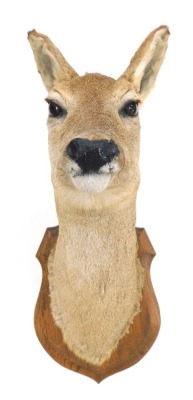 Taxidermy specimen of a roe deer doe's head, mounted on an oak shield, 50cm high.