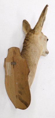 Taxidermy specimen of a roe deer doe's head, mounted on an oak shield, 50cm high. - 2