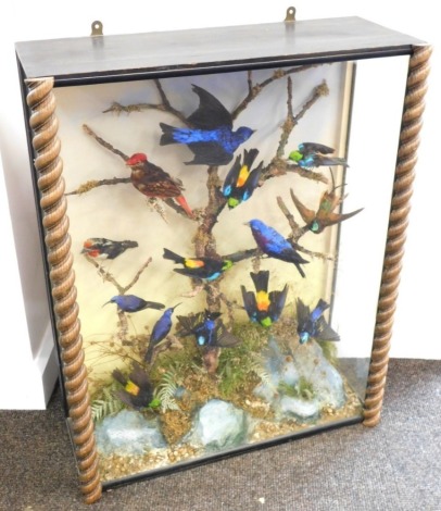 Taxidermy case of fourteen mixed exotic bird specimens, mounted on a branch within naturalistic dried foliage, later spiral columns to the ebonised case, 61cm wide, 24cm deep, 78cm high. CITES RE-EXPORT LICENSE REQUIRED IF BEING SHIPPED ABROAD.