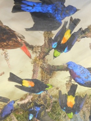 Taxidermy case of fourteen mixed exotic bird specimens, mounted on a branch within naturalistic dried foliage, later spiral columns to the ebonised case, 61cm wide, 24cm deep, 78cm high. CITES RE-EXPORT LICENSE REQUIRED IF BEING SHIPPED ABROAD. - 3