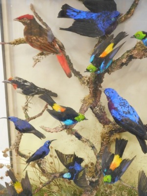 Taxidermy case of fourteen mixed exotic bird specimens, mounted on a branch within naturalistic dried foliage, later spiral columns to the ebonised case, 61cm wide, 24cm deep, 78cm high. CITES RE-EXPORT LICENSE REQUIRED IF BEING SHIPPED ABROAD. - 4