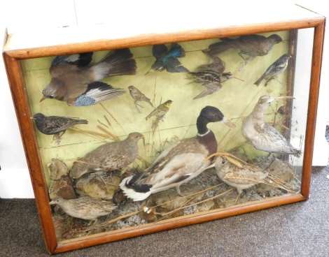 A late Victorian taxidermy case of mixed British bird specimens, including Jay, Kingfisher, Starling, Curlew, Woodpecker, Grouse, Mallard Duck, Snipe etc. in a naturalistic setting, (13), glazed case, 93cm wide, 21cm deep, 67cm high