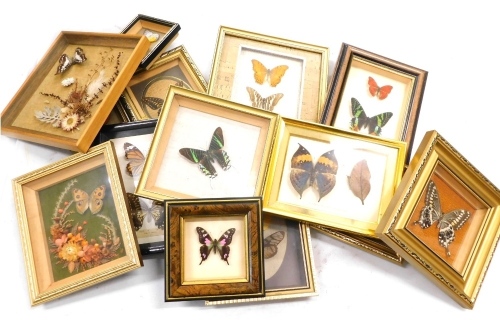 Fourteen glazed cases of tropical butterflies, including Kurle Swallow, Napocles Jacunda and Philea, etc.,