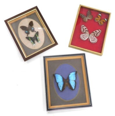 Taxidermy cased butterflies, Paris Peru, various others. (3 cases)