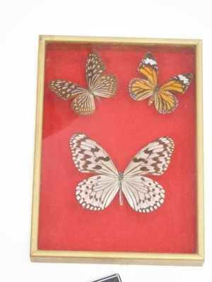 Taxidermy cased butterflies, Paris Peru, various others. (3 cases) - 3