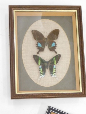 Taxidermy cased butterflies, Paris Peru, various others. (3 cases) - 4