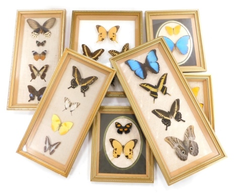 Seven gilt framed cases of tropical butterflies, including marpesin, dardarius, didius, pheobis, paris, etc.