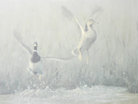 Julian Novorol (b.1949). Ducks on water, artist signed limited edition print, Glenhalm Publishing, no. 144/750, 29cm x 38cm.