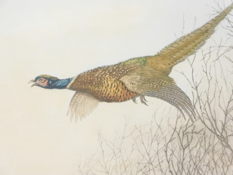 Leon Danchin (1887-1938). Pheasant in flight, coloured etching, signed, copyright stamp top left, 35cm x 57cm.