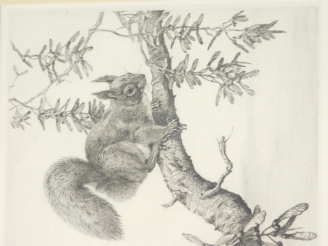 Winifred Austen (1876-1964). Red squirrel, etching, titled and signed to the mount, 22cm x 18cm.