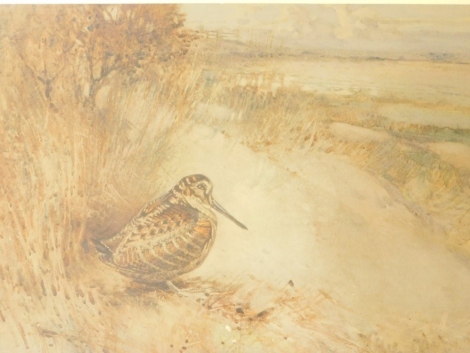 Frank Southgate (1872-1916). Woodcock in a clearing, watercolour, signed, 27cm x 37cm.