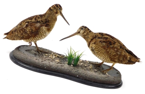 A taxidermy group of two woodcocks, on a naturalistic base, 19cm high.