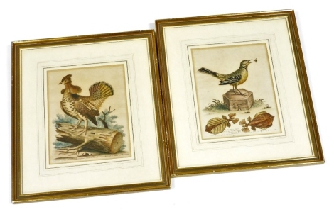 After George Edwards. ornithological prints, a species of the heathcock or grouse, and the yellow water wagtail, coloured engravings, 24cm x 19cm. (2)