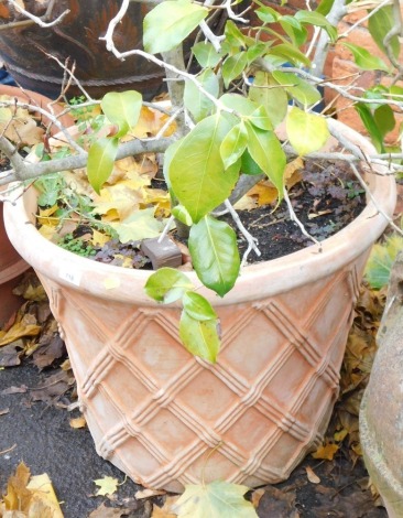 A terracotta garden planter, of hatched design, 60cm diameter.