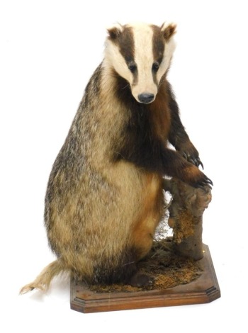 A 20thC taxidermy figure of a standing badger, in naturalistic setting, on canted oak base, 62cm high.