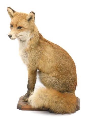 A 20thC taxidermy figure of a fox, on canted oak base, 59cm high.