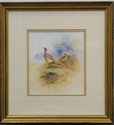 James Stinton (1870-1961). Pheasants in a clearing, watercolour, signed, Treasure Finder's label verso, 21cm x 18cm. - 2