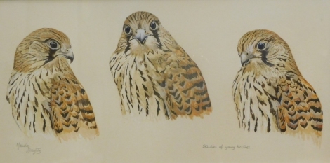 Malcolm Doughty (20thC). Studies of young kestrel, watercolour, signed and titled, 21cm x 42cm.