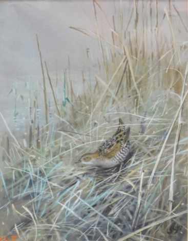 George Edward Lodge (attributed). Baillons Crake, watercolour, signed, initialled GLT, titled verso, 29cm x 22cm.