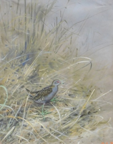 George Edward Lodge (attributed). Little Crake, watercolour, signed, initialled, titled verso, 29cm x 22cm.