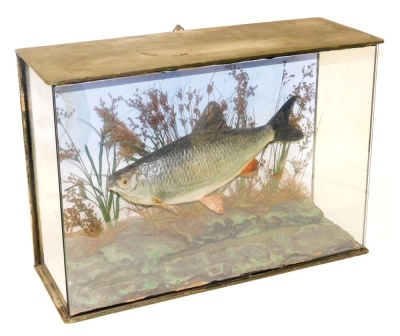 Taxidermy; A Roach, with a river bed background, cased, bears label for H F Cotton Of Reigate, case 60cm wide.