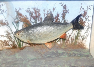 Taxidermy; A Roach, with a river bed background, cased, bears label for H F Cotton Of Reigate, case 60cm wide. - 2