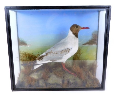 Taxidermy. A model of a Black-headed gull, perched on rock, in a Victorian glass ebonised case, 39cm high, 43cm wide, 15cm deep.