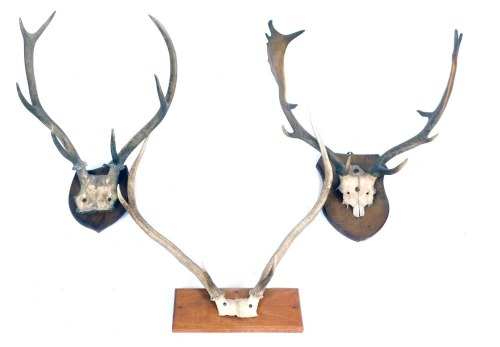 Three mounted pairs of antlers, two on shield back, and one on oak panel. (3)