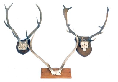 Three mounted pairs of antlers, two on shield back, and one on oak panel. (3)