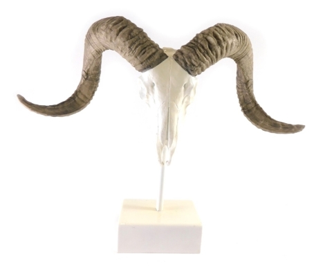 A taxidermy skeletal ram's head, on stem and stand, 36cm high.