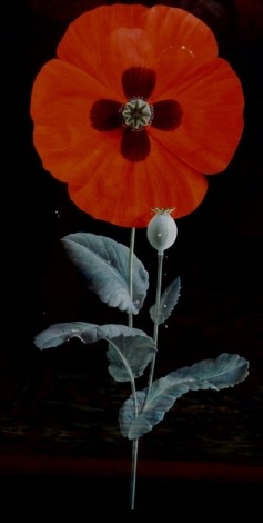 After Barba Tate. Daisy, print, 50cm x 24cm and another Poppy - pair. (2)